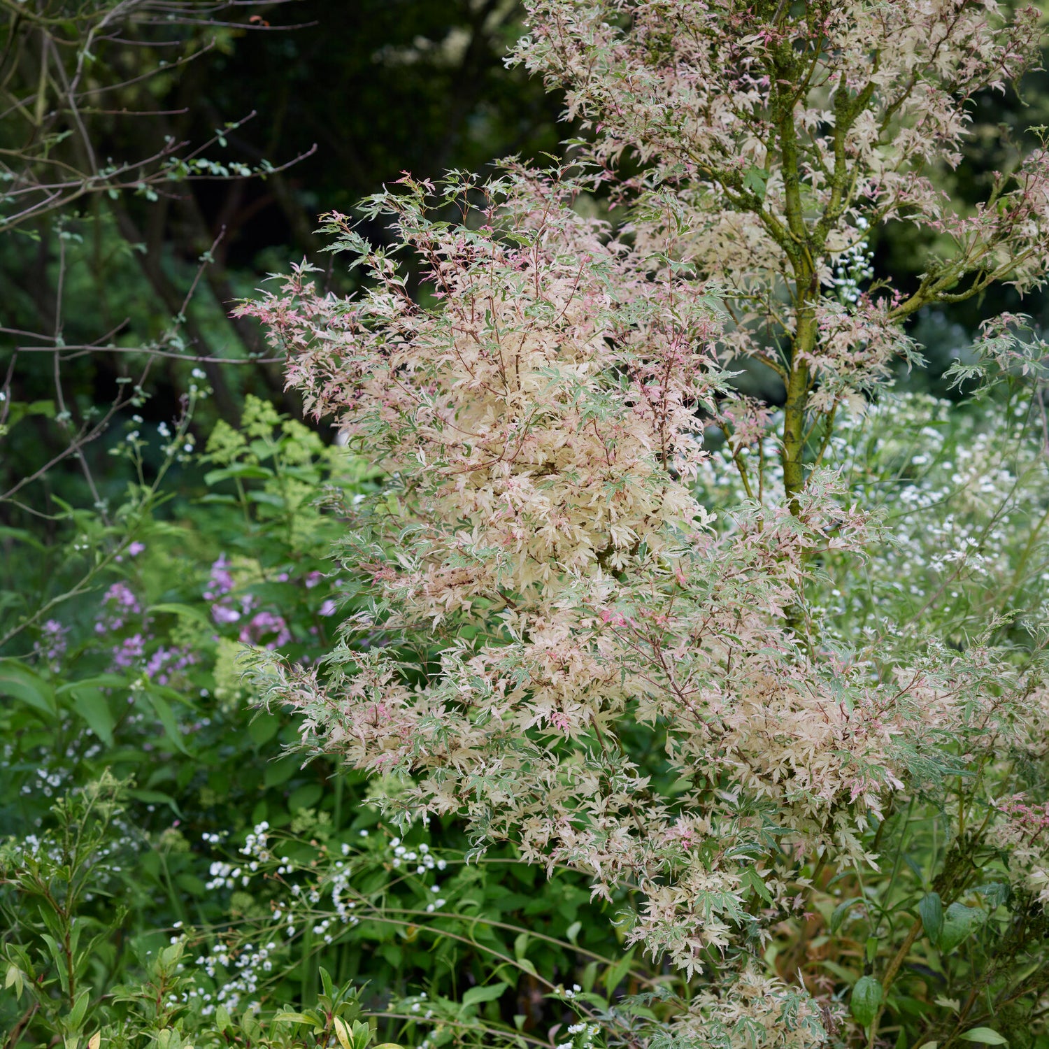 Acer palmatum Taylor - Erable Taylor - Erable du Japon