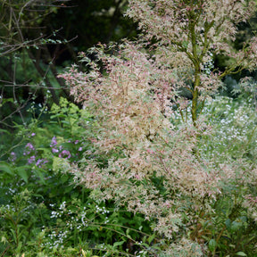 Acer palmatum Taylor - Erable Taylor - Erable du Japon