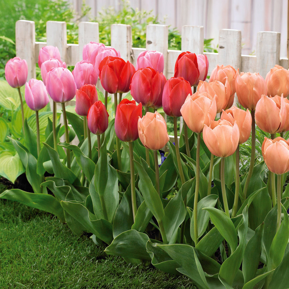 30 Tulipes Van Eijk en mélange