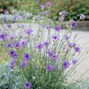 Vente Catananche bleue - Cupidone - Catananche caerulea