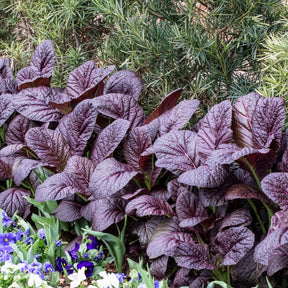 Moutarde rouge de Chine Red Giant Bio