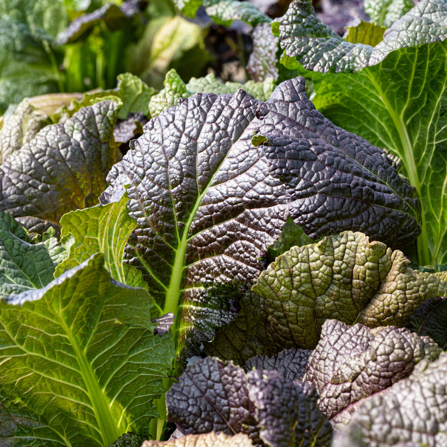 Brassica juncea integrifolia red giant - Moutarde rouge de Chine Red Giant Bio - Graines de fruits et légumes Bio