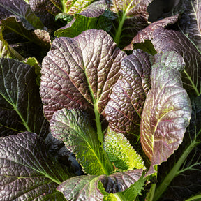 Moutarde rouge de Chine Red Giant Bio - Willemse