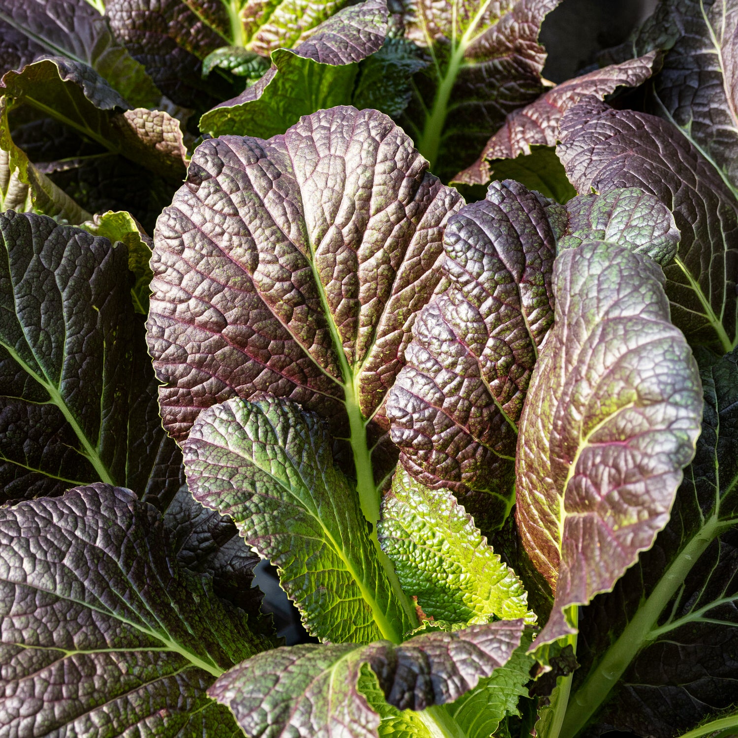 Moutarde rouge de Chine Red Giant Bio