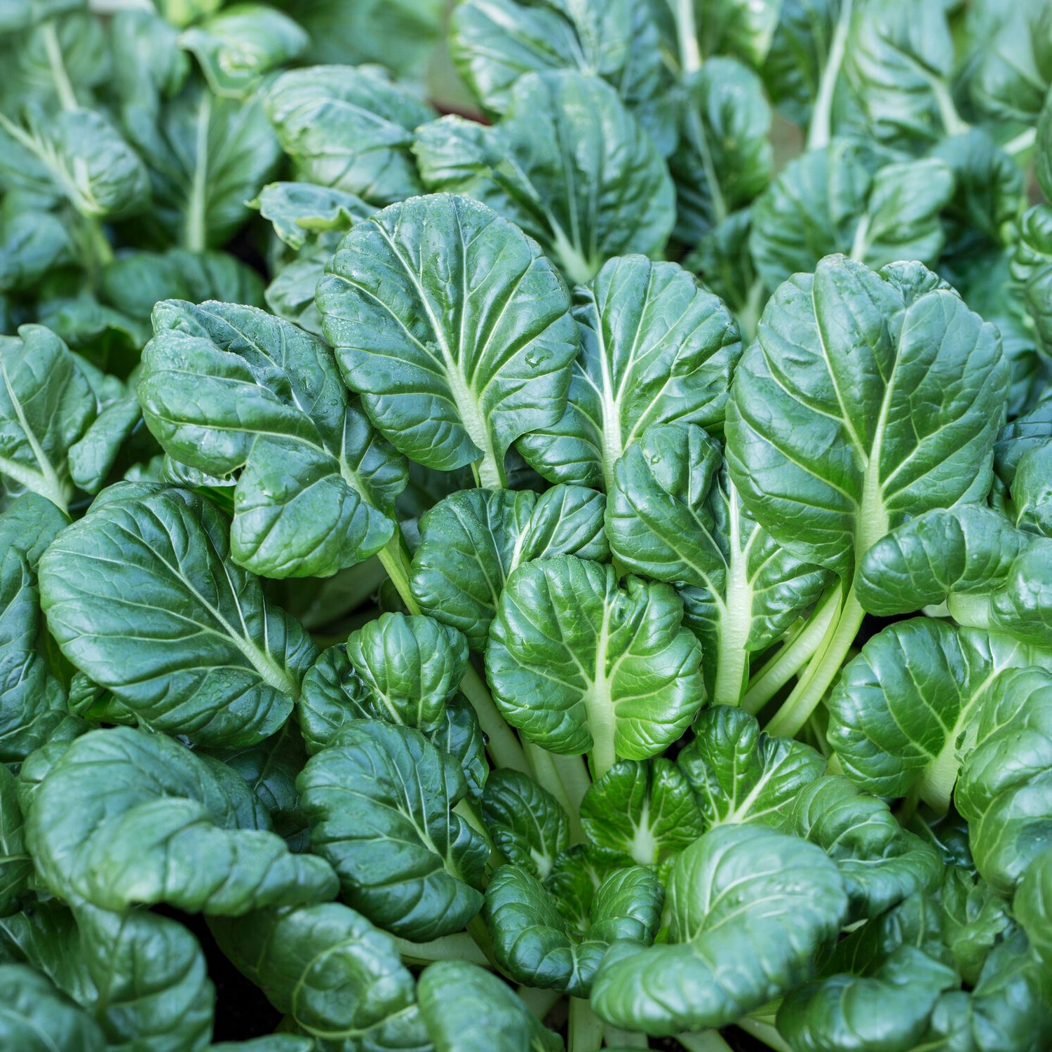 Vente Choux chinois Tatsoi Bio - Brassica rapa rosularis