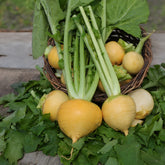 Chou navet Goldana Bio - Willemse