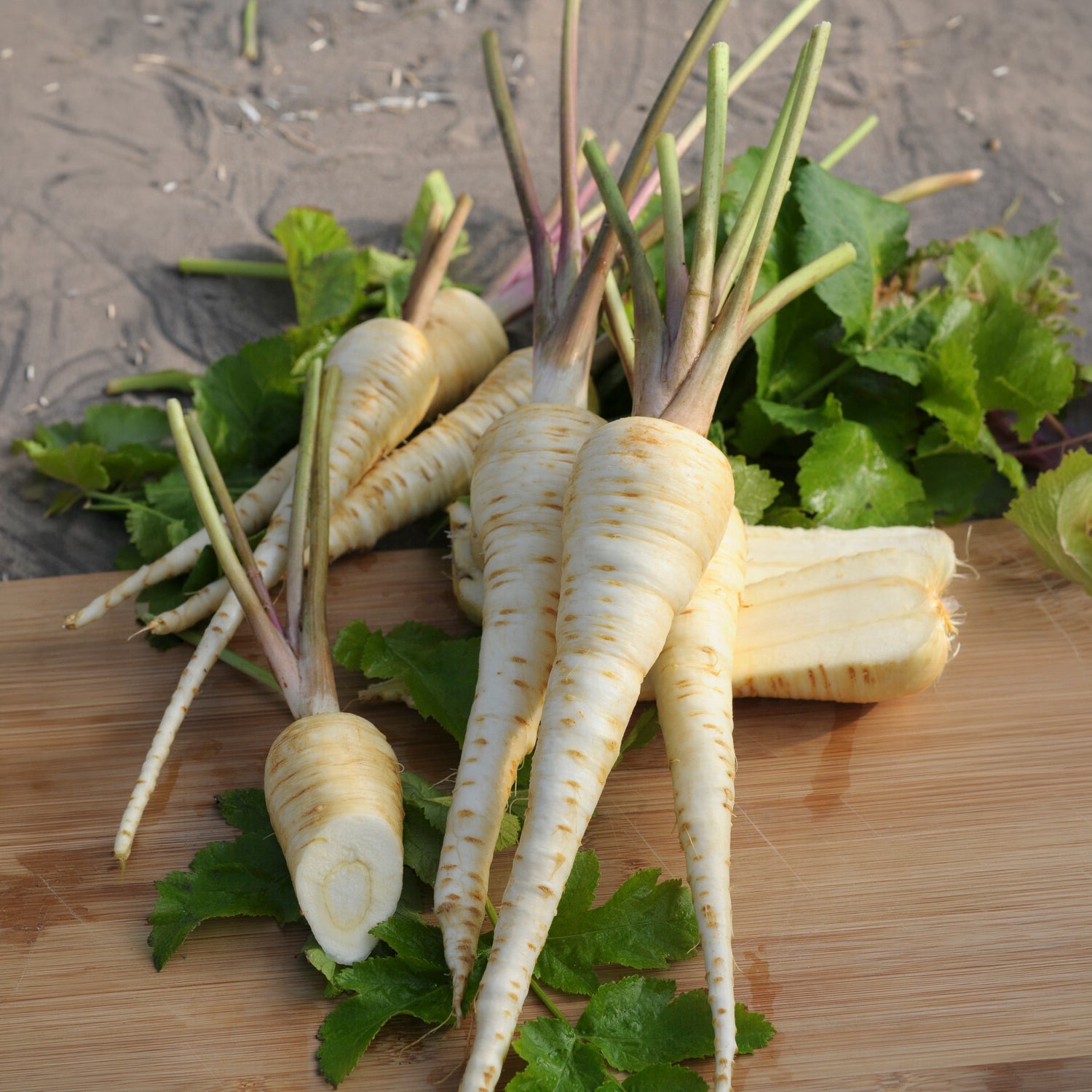 Panais demi-long Gladiator F1 - Willemse
