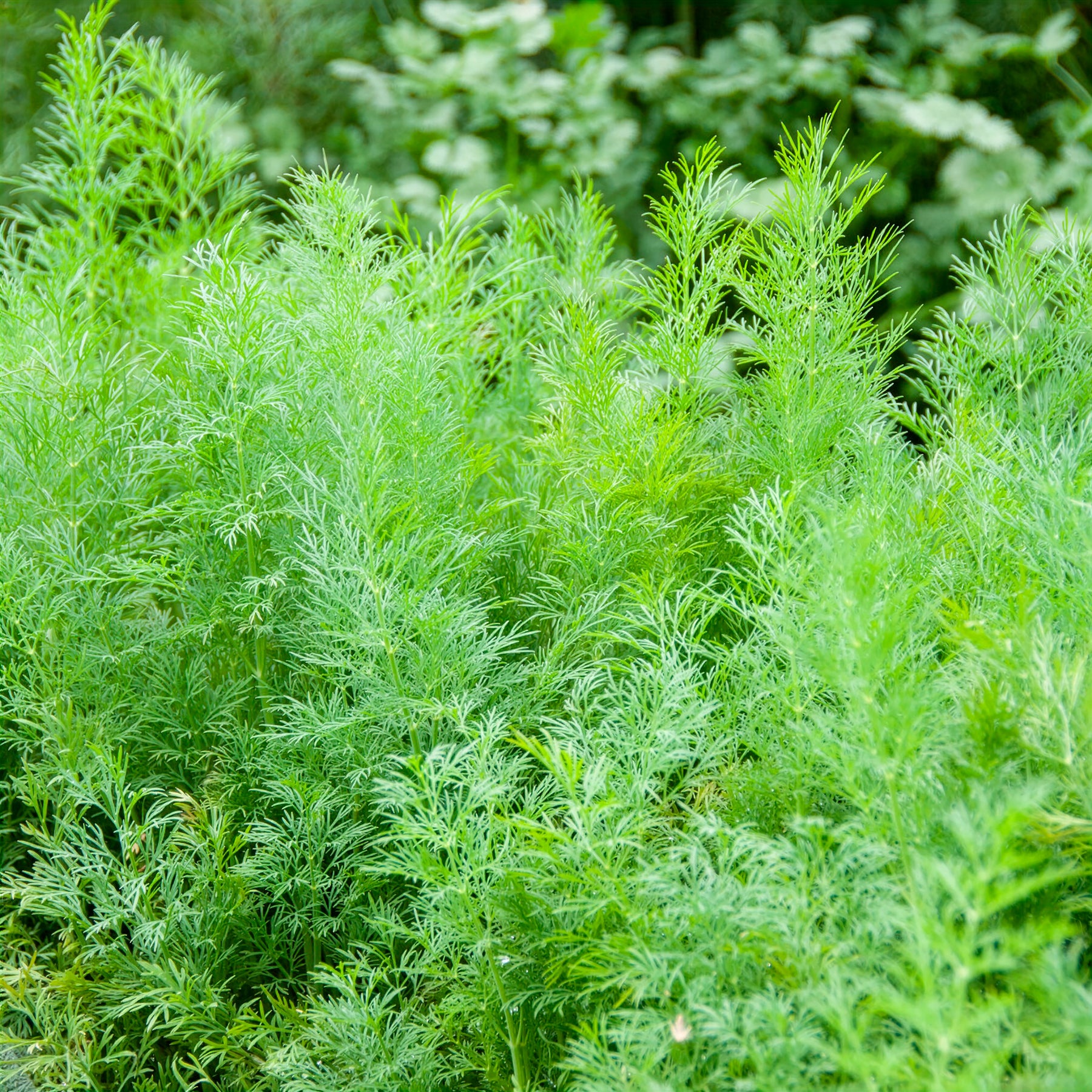 Aneth Bouquet Compatto - Anethum graveolens compatto - Willemse