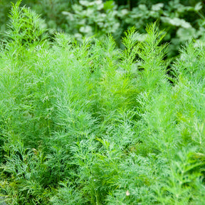 Aneth Bouquet Compatto - Anethum graveolens compatto - Willemse