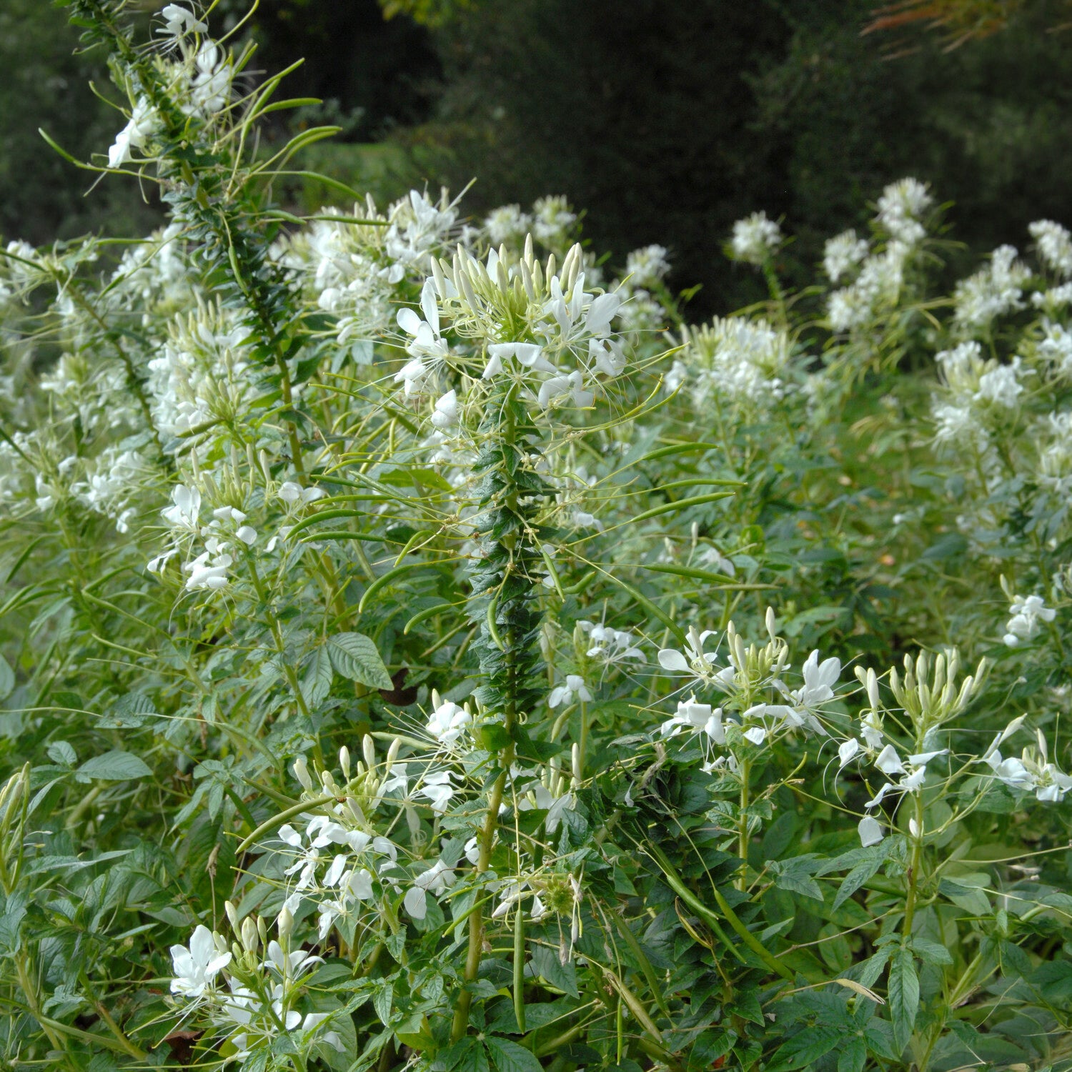 Cléome épineux White Queen - Cleome spinosa white queen - Willemse