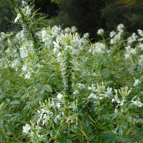 Cléome épineux White Queen - Cleome spinosa white queen - Willemse