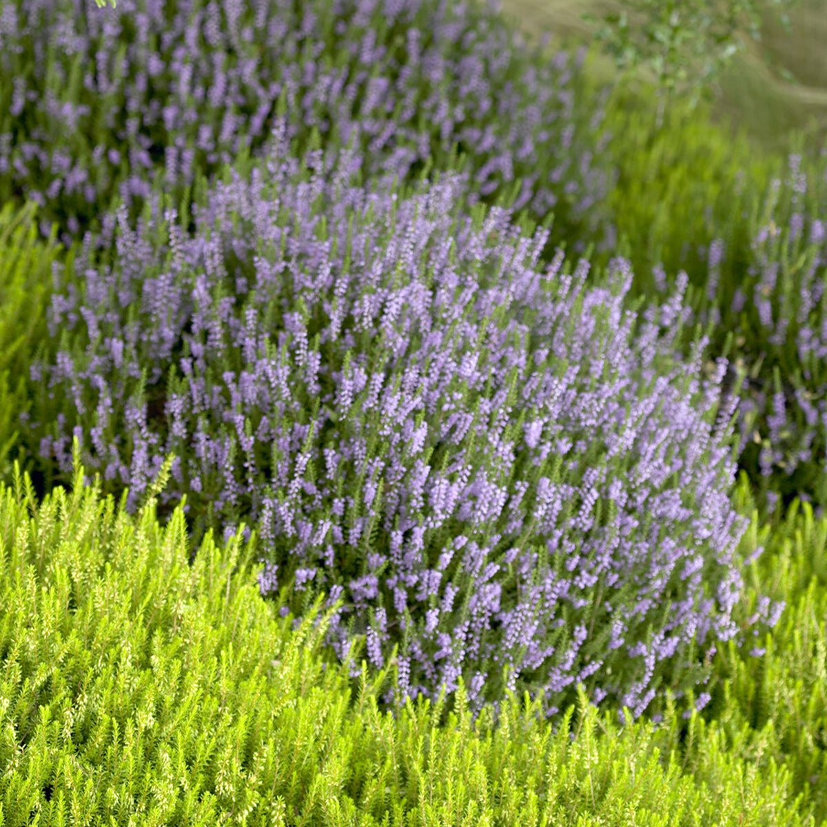 Bruyère d'été Spring Torch - Willemse