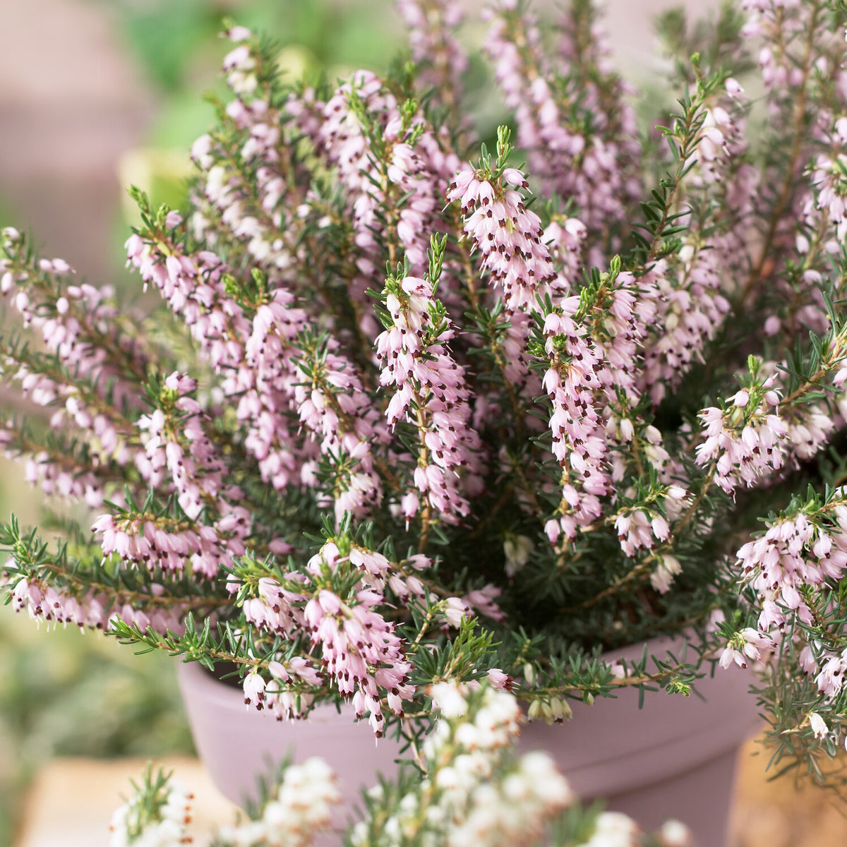 Bruyère d'hiver Ghost Hills - Erica darleyensis ghost hills - Willemse