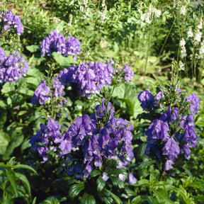 Aconitum carmichaelli Arendsii - Aconit d'automne Arendsii - Aconit