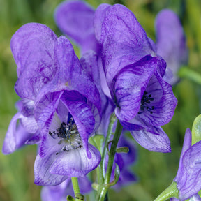 Aconit - Aconit d'automne Arendsii - Aconitum carmichaelli Arendsii