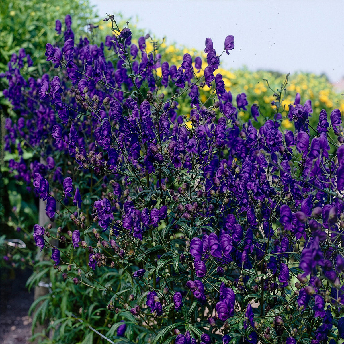 Aconit Spark's Variety - Aconitum henryi Spark's Variety - Willemse