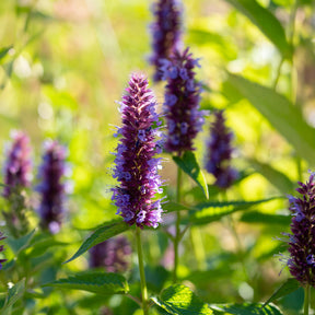 Agastache Agapd Beelicious® Purple - Agastache Beelicious Purple - Agastache
