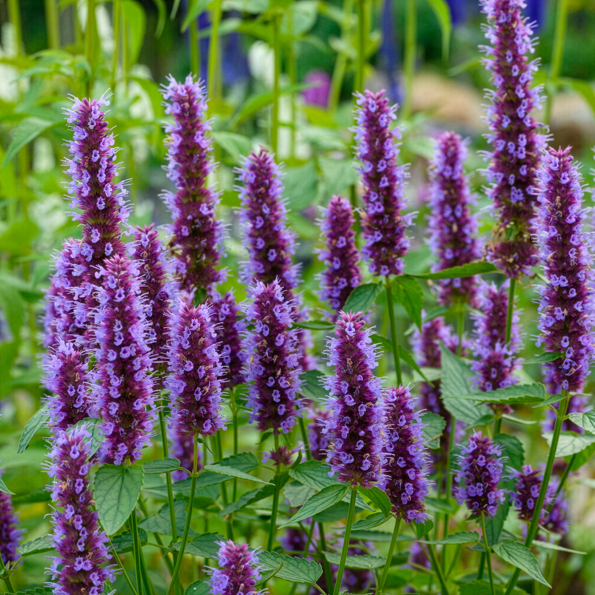 Agastache Beelicious Purple - Willemse