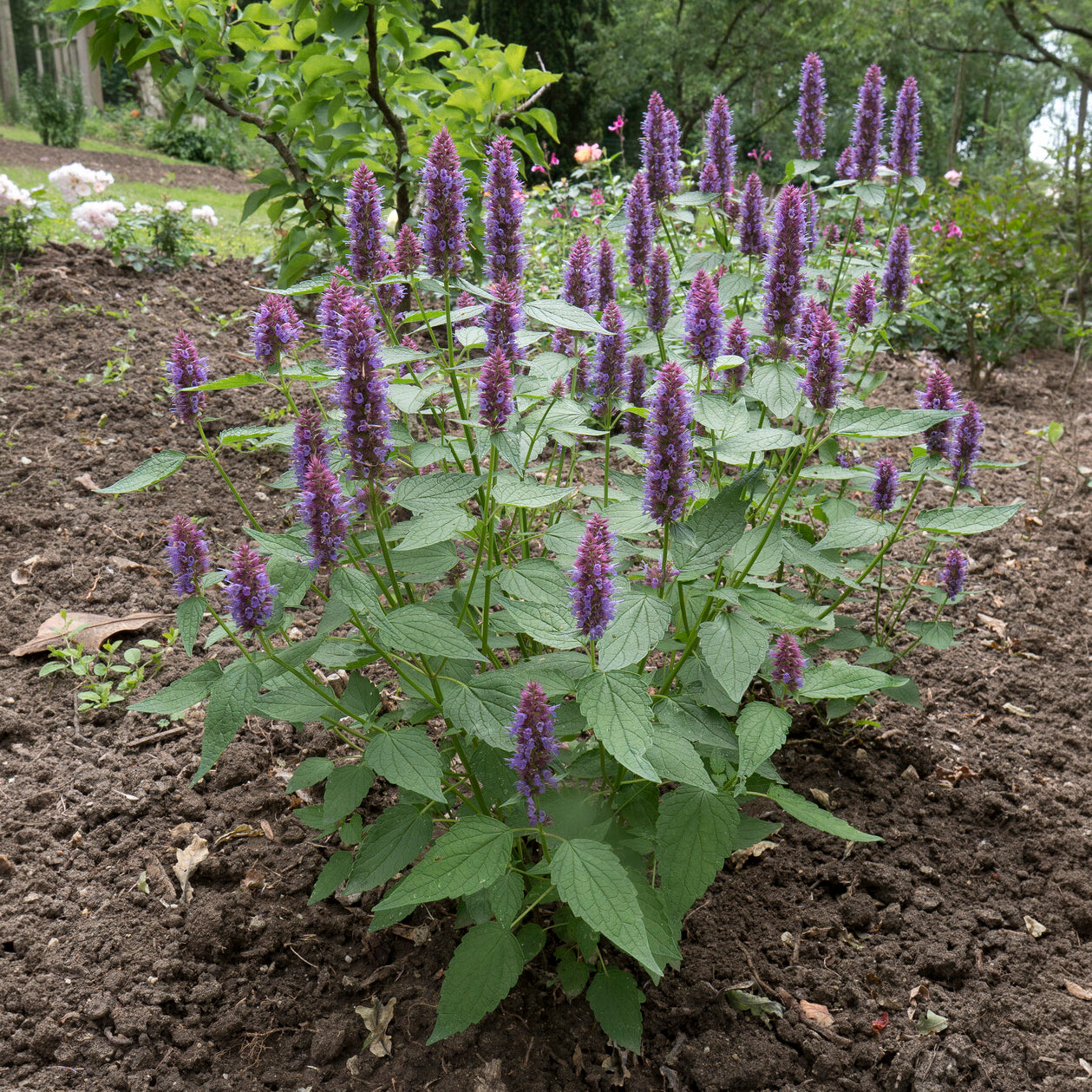 Agastache - Agastache Beelicious Purple - Agastache Agapd Beelicious® Purple