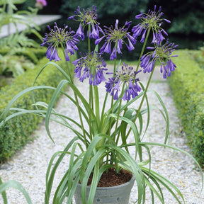 Agapanthe Purple Cloud - Agapanthus purple cloud - Willemse