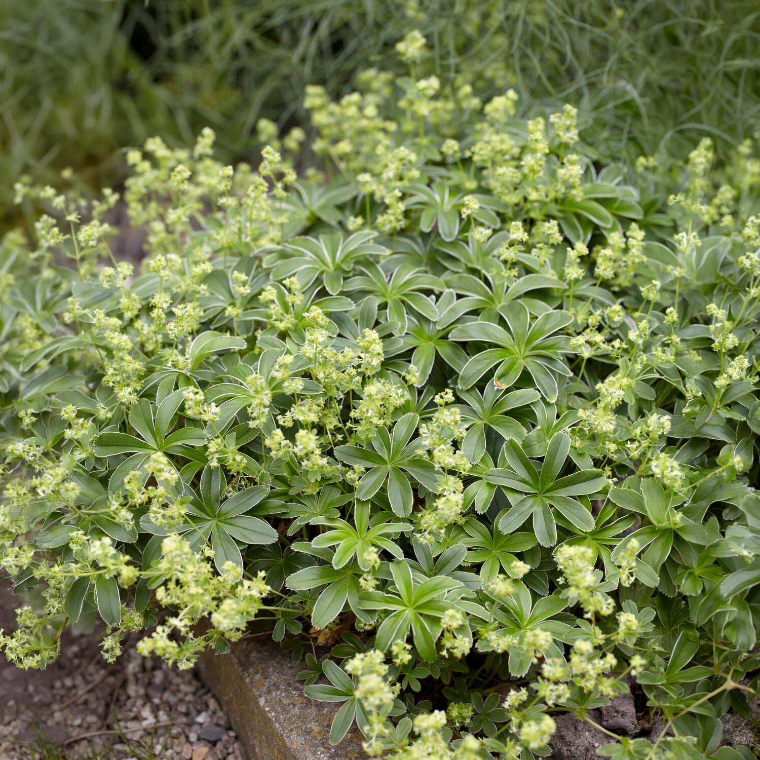 Vente Alchemille des Alpes - Alchemilla alpina