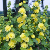 Rose trémière double Jaune - Willemse