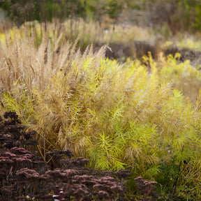 Amsonie - Amsonie hubrichtii - Amsonia hubrichtii
