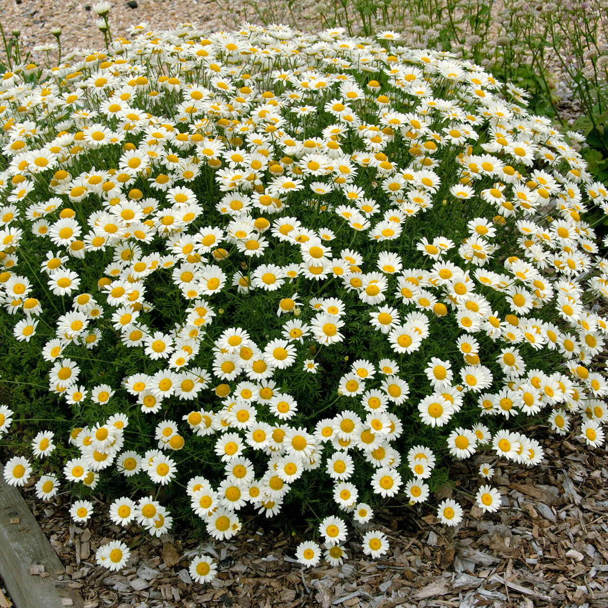 Camomille des teinturiers Sauce Hollandaise - Willemse