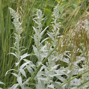 Armoise - Armoise Silver Queen - Artemisia ludoviciana silver queen