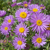 Aster  des Alpes Happy End - Willemse