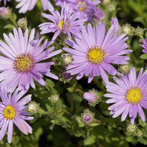 3 Œils de Christ Rosa Erfüllung - Astéries - Aster amellus Rosa Erfüllung - Willemse