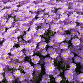 Aster nain Herbstgruss vom Bresrhof - Willemse