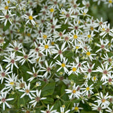 Aster divariqué - Willemse