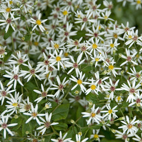 Aster divariqué - Willemse