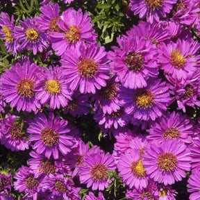 Aster nain d'automne Starlight - Willemse