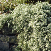 3 Astères éricoïdes Snowflurry - Willemse