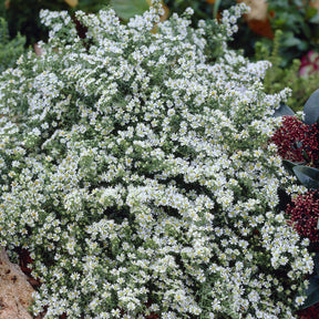 Aster - 3 Astères éricoïdes Snowflurry - Aster ericoides Snowflurry