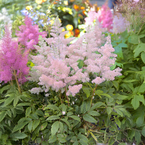 Astilbe japonica Europa - Astilbe du Japon Europa - Astilbe