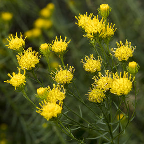 3 Astères linosyris - Aster linosyris - Willemse