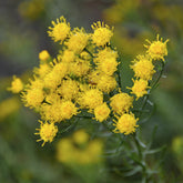 3 Astères linosyris - Willemse