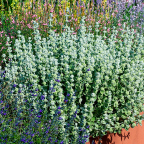 Ballote pseudodictame - Plantes vivaces à feuillage persistant - Willemse