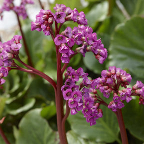 Bergénia - Bergénia à feuilles cordées - Bergenia cordifolia