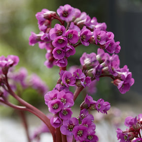 Bergenia cordifolia - Bergénia à feuilles cordées - Bergénia