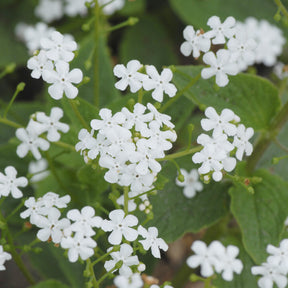 Brunnera macrophylla Betty Bowring - Myosotis du Caucase Betty Bowring - Myosotis