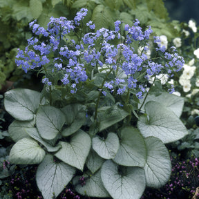 Vente Myosotis du Caucase Looking Glass - Brunnera macrophylla Looking Glass