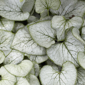 Myosotis - Myosotis du Caucase Looking Glass - Brunnera macrophylla Looking Glass