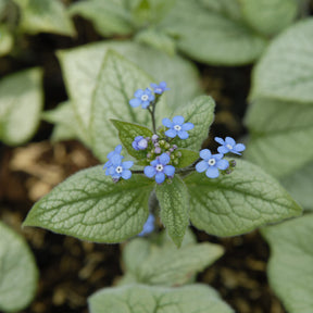 Brunnera macrophylla Looking Glass - Myosotis du Caucase Looking Glass - Myosotis