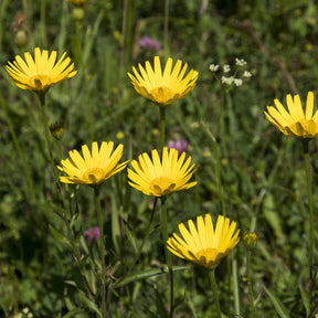 Fleurs vivaces - Œil de bœuf jaunes - Buphthalmum salicifolium