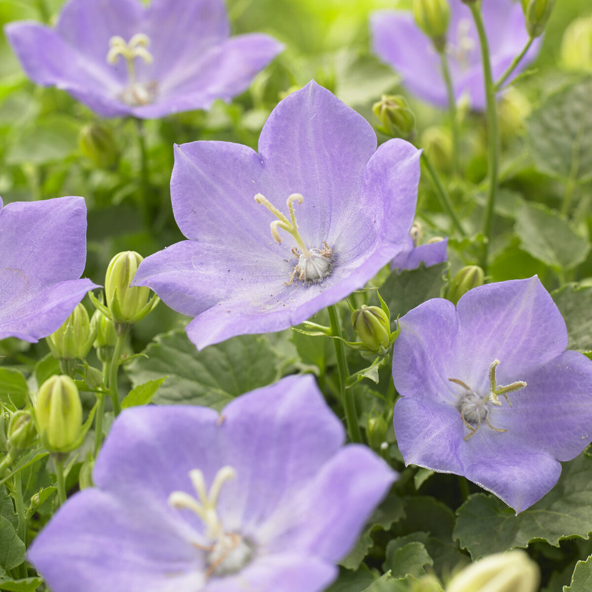 Campanule des Carpates Blaue Clips - Willemse