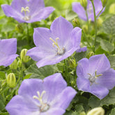 Campanule des Carpates Blaue Clips - Willemse